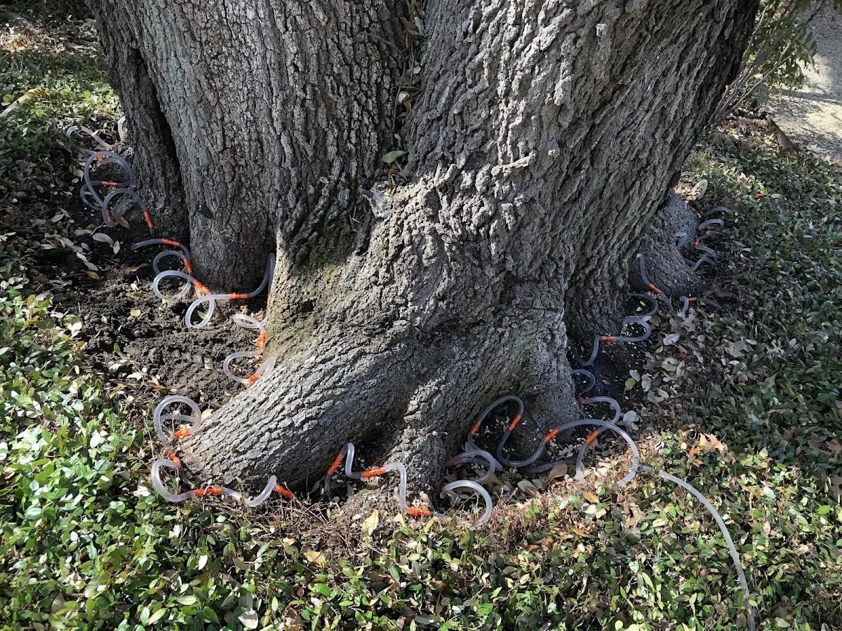 Detailed Tree Cabling and Bracing job site in La Plata