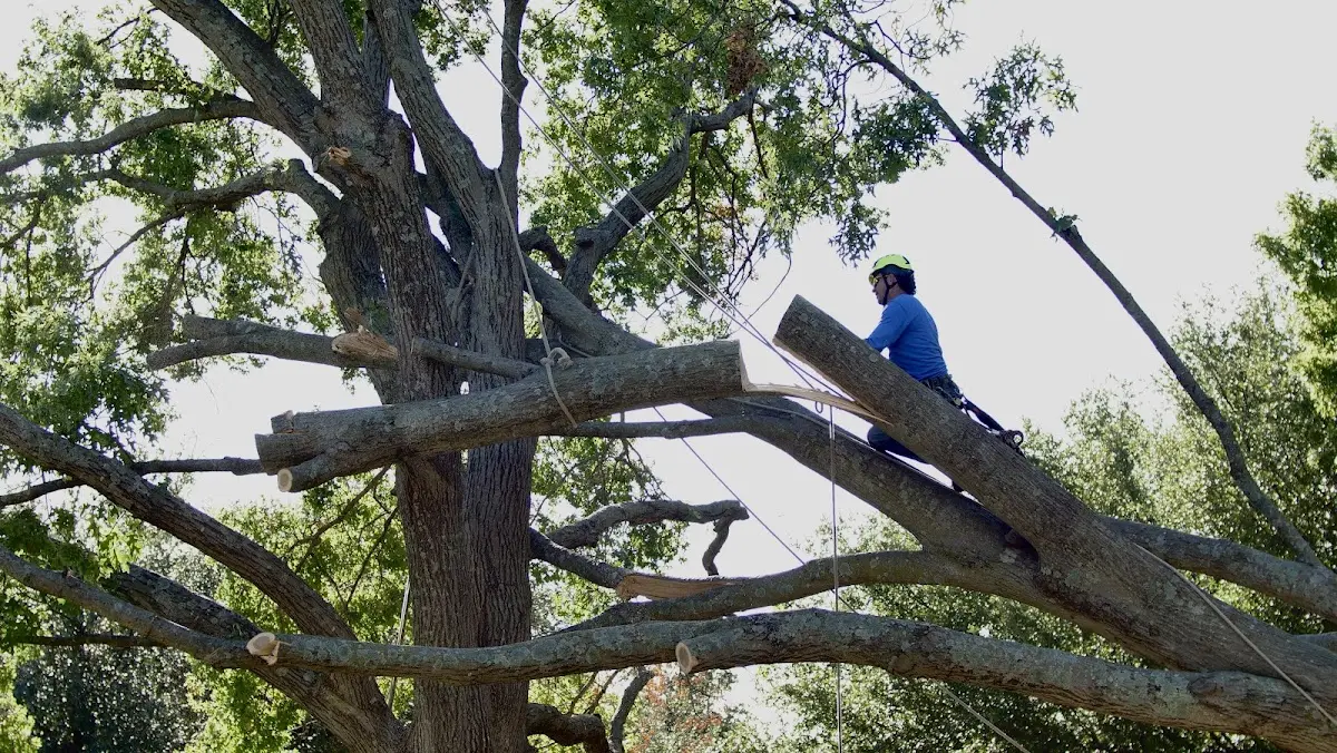 Professional Hazardous Tree Removal performed by certified arborists in La Plata
