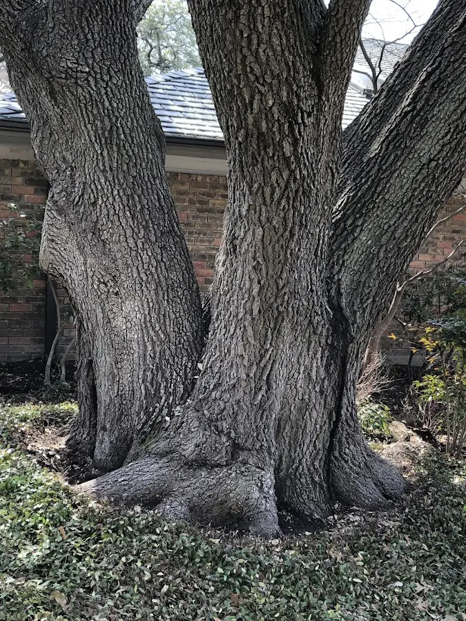 Mature heritage tree close to a La Plata property cared for by certified arborists